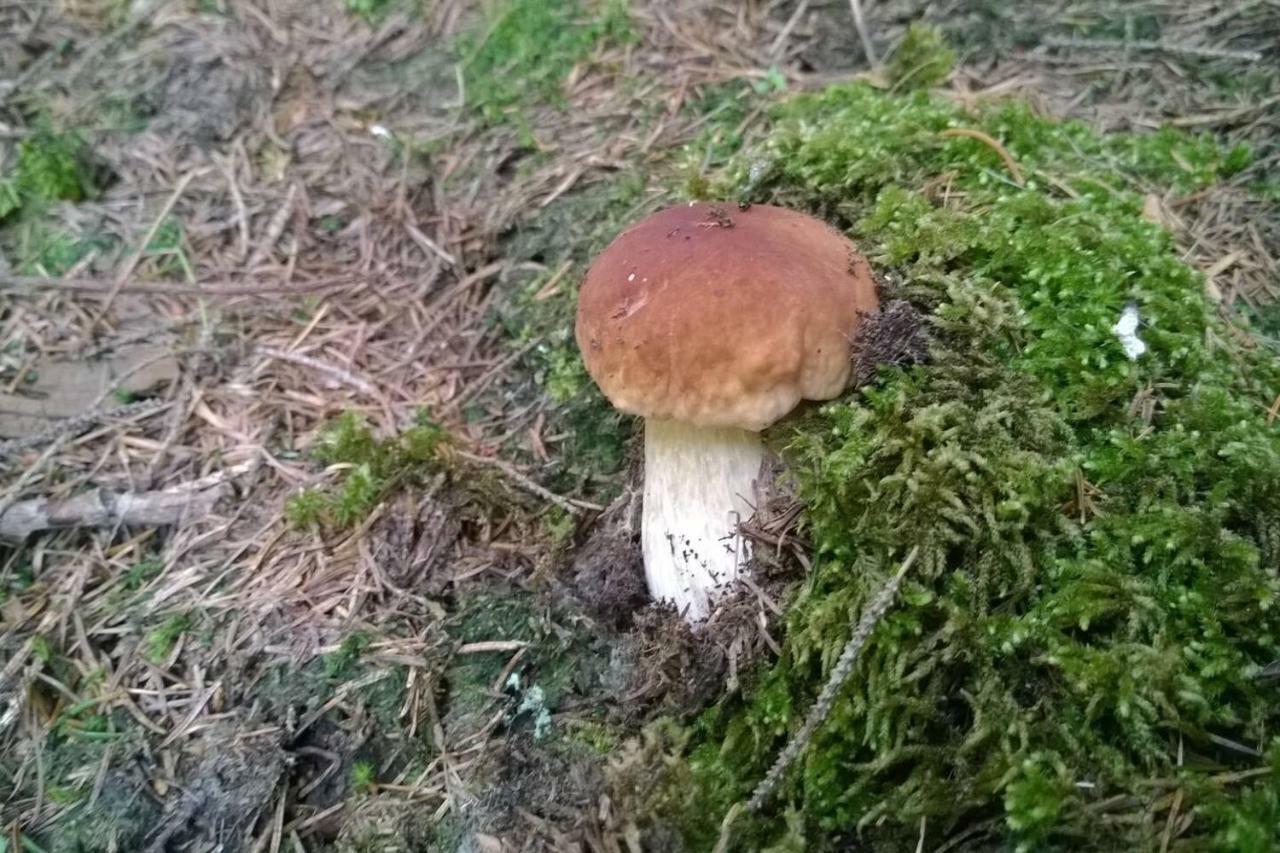Pool, Pokale, Sauna, Billard, Kirche u. viel Natur Vordernberg Esterno foto